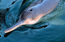 Yangtze river dolphin {Lipotes vexillifer} captive, Wuhan, China, crit endangered