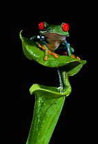 Red eyed treefrog on pitcher plant {Agalychnis callidryas} captive