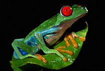 Red eyed treefrog {Agalychnis callidryas}, captive Not available for ringtone/wallpaper use.