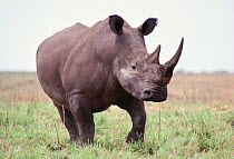 Northern white rhinoceros {Ceratotherium simum cottoni} Garamba, DR of Congo