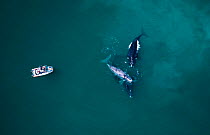 Aerial view of Southern right whales + whale watching boat, South Africa {Balaena glacialis australis}