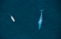Aerial view of whale watching boat and Blue whale, Sea of Cortez, Mexico