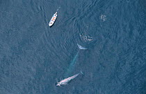 Aerial view of whale watching boat and Blue whale + calf, Sea of Cortez, Mexico