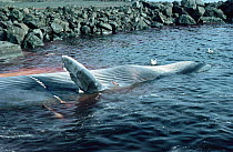 Whaling - dead Fin whale brought to surface for processing, West Iceland, 1993