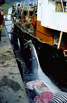 Whaling - dead Fin whale brought ashore for processing, West Iceland, 1993 {Balaenoptera