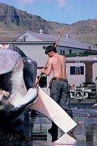 Whaling - dead Fin whale being processed, Hvalfjordur, West Iceland, 1993 {Balaenoptera physalus}