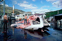 Whaling - dead Fin whale being processed, Hvalfjordur, West Iceland, 1993 {Balaenoptera physalus}