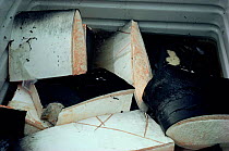 Whaling - Fin whale meat Hvalfjordur, West Iceland, 1993 {Balaenoptera physalus}
