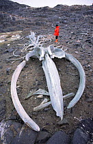Whale skeleton from whaling, Port Lockroy, Antarctic