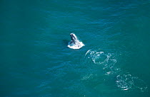 Aerial view of Southern right whale breaching, South Africa {Balaena glacialis}