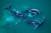 Aerial view of pod of Southern right whales, South Africa {Balaena glacialis}