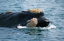 Barnacles on head of Southern right whale, South Africa {Balaena glacialis}