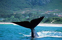 Southern right whale lobtailing, South Africa {Balaena glacialis australis}