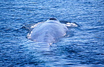 Blue whale surfacing, showing blow hole, Mexico {Balaenoptera musculus} Sea of Cortez, Mexico