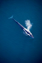 Aerial view of Fin whale spouting, Sea of Cortez, Mexico {Balaenoptera physalus}