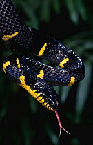 Mangrove / yellow-ringed cat snake with tongue out {Boiga dendrophila} captive, from Asia