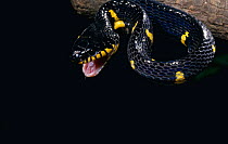 Mangrove / Yellow-ringed cat snake aggression {Boiga dendrophila} captive, from Asia