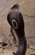Asian monocled cobra hooding {Naja naja} captive