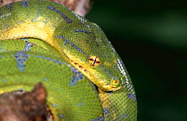 Green tree python {Chondopython viridis} captive