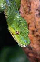 Green tree python portrait {Chondopython viridis} captive