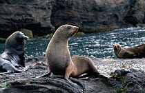 Juan Fernandez fur seals {Arctocephalus philippii} Juan Fernandez Is, Chile, threatened