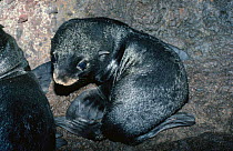 Juan Fernandez fur seal pup in breeding cave, Juan Fernandez Is, Chile, threatened