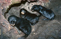 Juan Fernandez fur seal pups in breeding cave, Juan Fernandez Is, Chile, threatened