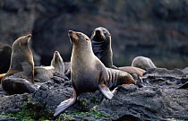 Juan Fernandez fur seals {Arctocephalus philippii} Juan Fernandez Is, Chile, threatened