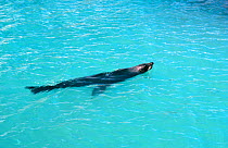 Juan Fernandez fur seal swimming {Arctocephalus philippii} Juan Fernandez Is, Chile, threatened