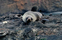 Juan Fernandez fur seal {Arctocephalus philippii} Juan Fernandez Is, Chile, threatened