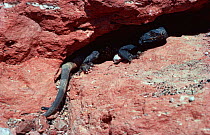 Gila monster resting in shade {Heloderma suspectum} California, USA