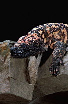 Gila monster {Heloderma suspectum} captive, from Central America