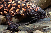 Gila monster {Heloderma suspectum} captive, from central America