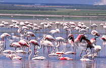 Flock of Greater flamingos {Phoenicopterus ruber} Laguna Fuente de Piedra NP, Spain