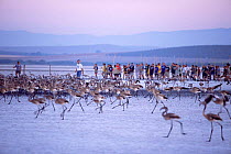 Greater flamingo chicks about to be ringed {Phoenicopterus ruber} Laguna Fuente de Piedra