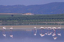 Greater flamingos {Phoenicopterus ruber} Laguna Fuente de Piedra NP, Spain