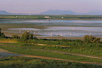 Greater flamingos {Phoenicopterus ruber} Laguna Fuente de Piedra NP, Malaga, Spain