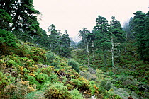Pinsapo fir tree forest {Abies pinsapo} at Grazalema NP, Andalucia Spain