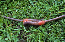 Earthworms mating {Lumbricus terrestris} UK