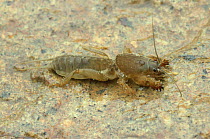 European mole cricket {Gryllotalpa gryllotalpa} UK