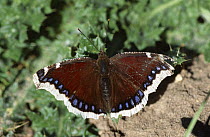 Camberwell beauty butterfly {Nymphalis antiopa} UK