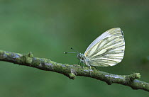 Green veined white butterfly {Pieris napi} UK