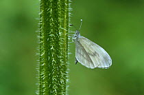 Wood white butterfly (Leptidea sinapis) UK
