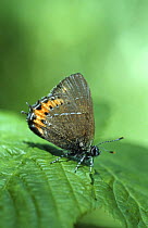 Black hairstreak butterfly {Satyrium pruni} UK