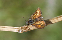 Lulworth skipper butterfly {Thymelicus acteon} UK