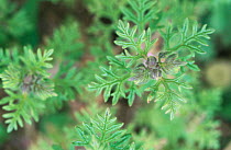 Cut leaved gemander {Teucrium botrys} UK, endangered