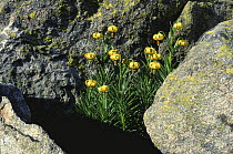 Pyrenean lily {Lilium pyrenaicum} flowering in rock crevice, Aigues Tortes NP, Pyrenees, Spain