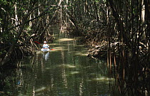 Canoe amongst the Genipa mangroves, Martinique, Caribbean