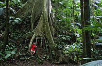 Man amongst roots of huge Kapok tree (Ceiba pentandra) Martinique, Caribbean