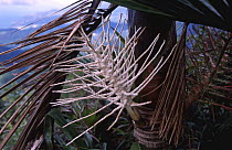 Inflorescence of Palm tree, Martinique, Caribbean